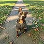 Bruno joined the competition — help win amazing prizes! dog, pitbull, canine, pet, dog_wearing_clothes, denim_jacket, sitting, path, park, bench, grass, fallen_leaves, autumn, portrait, outdoor, pavement, ears, eyes, cute, shallow_depth_of_field