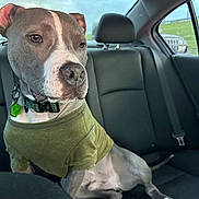 Bruno is registered to the contest to win money with this photo: dog, pit_bull, canine, backseat, car_interior, green_shirt, collar, id_tag, portrait, paws, seat, headrest, window, grass_outside, short_fur, travel, passenger, sitting, cute, alert