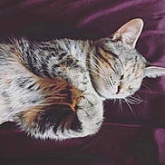 Penny is registered to the contest to win money with this photo: cat, tabby, sleeping, fur, whiskers, ear, animal, pet, cozy, cute, feline, resting, domestic_animal, closeup, soft, relaxation, indoor, bed, purple, comfort