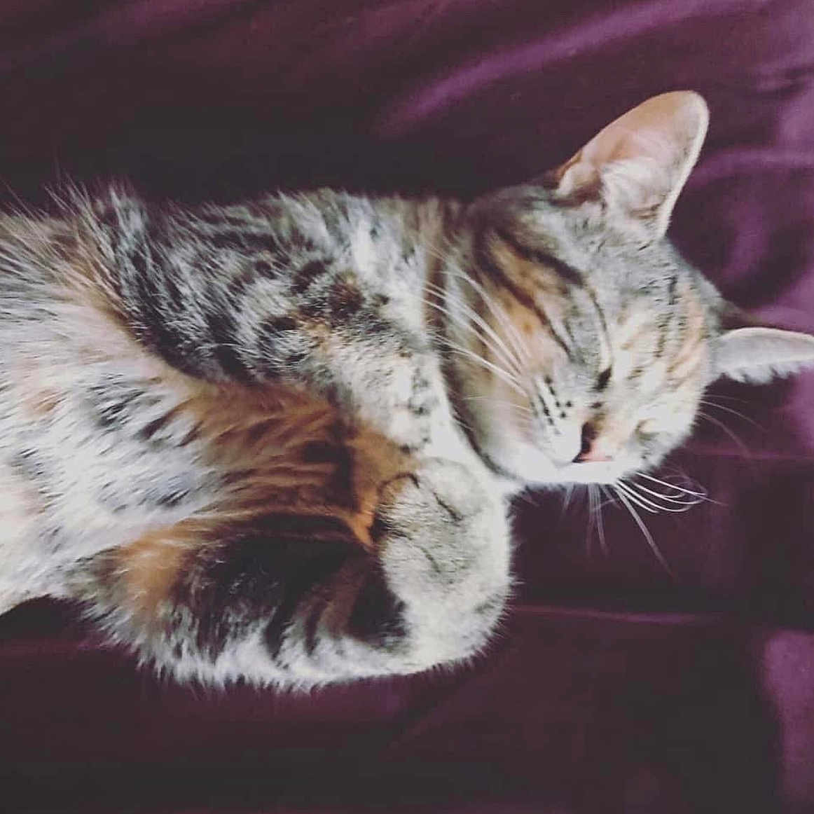 Penny is registered to the contest to win money with this photo: animal, bed, cat, closeup, comfort, cozy, cute, domestic_animal, ear, feline, fur, indoor, pet, purple, relaxation, resting, sleeping, soft, tabby, whiskers