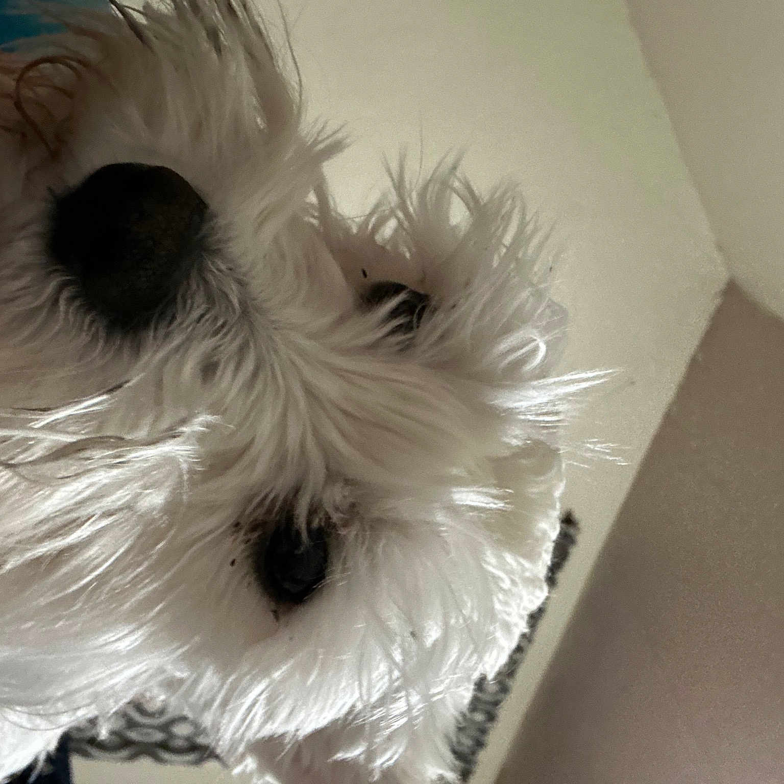 Nikki joined the competition — help win amazing prizes! canidae, carnivore, companion_dog, dog, dog_breed, fur, natural_material, non_sporting_group, room, small_terrier, snout, sporting_group, terrier, toy, toy_dog, working_animal