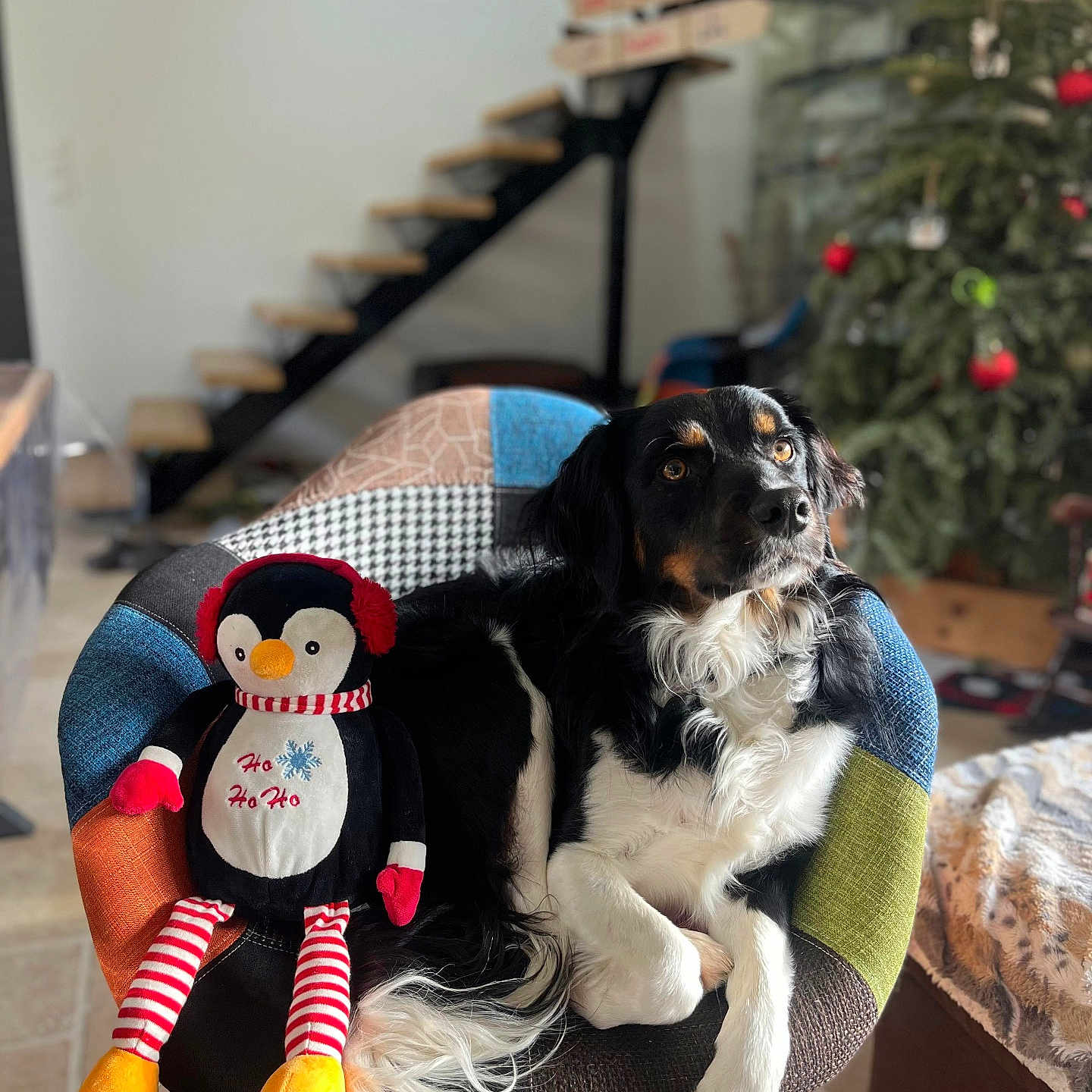 Scott a rejoint le concours — aidez-le/la à gagner de superbes lots ! animal, architecture, building, canine, christmas, christmasdecorations, couch, dog, dogbed, festival, furniture, house, housing, person, pet, plush, puppy, sitting, staircase, toy