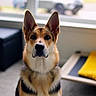 German Shepherd joined the competition — help win amazing prizes! dog, german_shepherd, indoor, pet, window, carpet, dog_bed, yellow_blanket, alert, ears, fur, portrait, sitting, natural_light, animal, canine, domestic, house, furniture, blurred_background