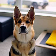 German Shepherd joined the competition — help win amazing prizes! dog, german_shepherd, indoor, pet, window, carpet, dog_bed, blanket, animal, ears, face, sitting, looking, furniture, home, blurred_background, domestic, companion, alert, canine