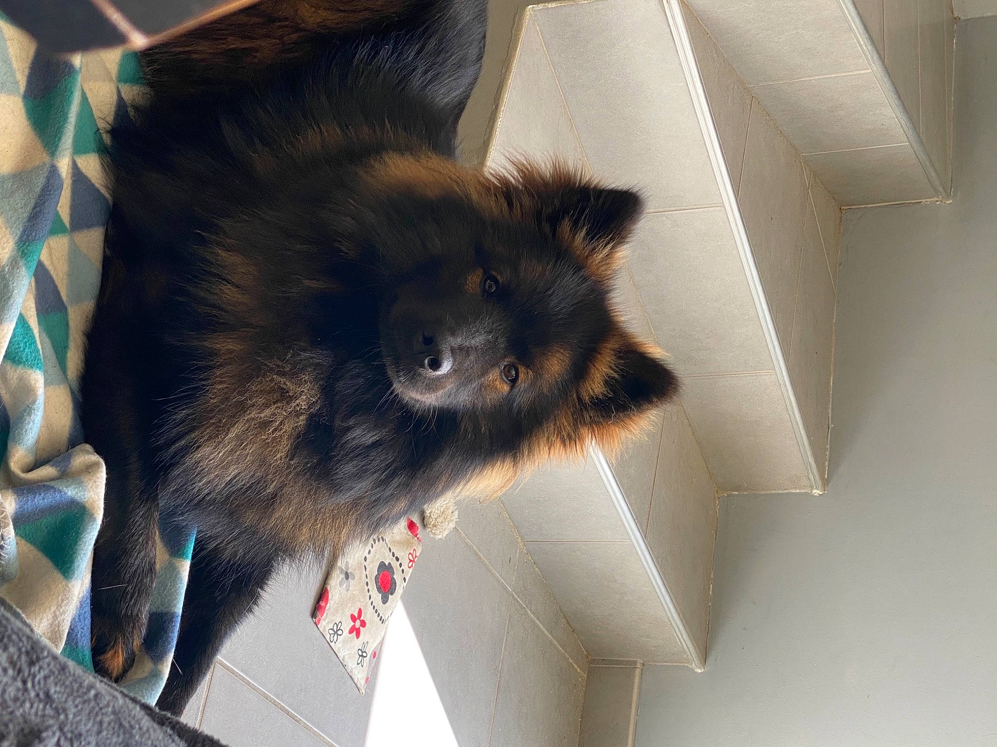 Réglys a rejoint le concours — aidez-le/la à gagner de superbes lots ! canidae, carnivore, claw, companion_dog, dog_breed, domestic_short_haired_cat, fawn, felidae, fur, paw, small_to_medium_sized_cats, snout, sporting_group, tail, terrestrial_animal, whiskers