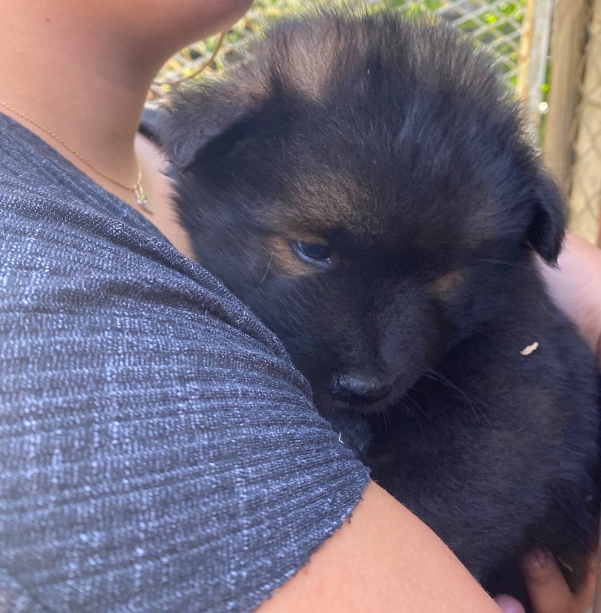 Réglys a rejoint le concours — aidez-le/la à gagner de superbes lots ! canidae, carnivore, companion_dog, dog, dog_breed, fawn, fur, non_sporting_group, paw, pet_supply, snout, sporting_group, terrestrial_animal, toy_dog, whiskers, wildlife, working_animal