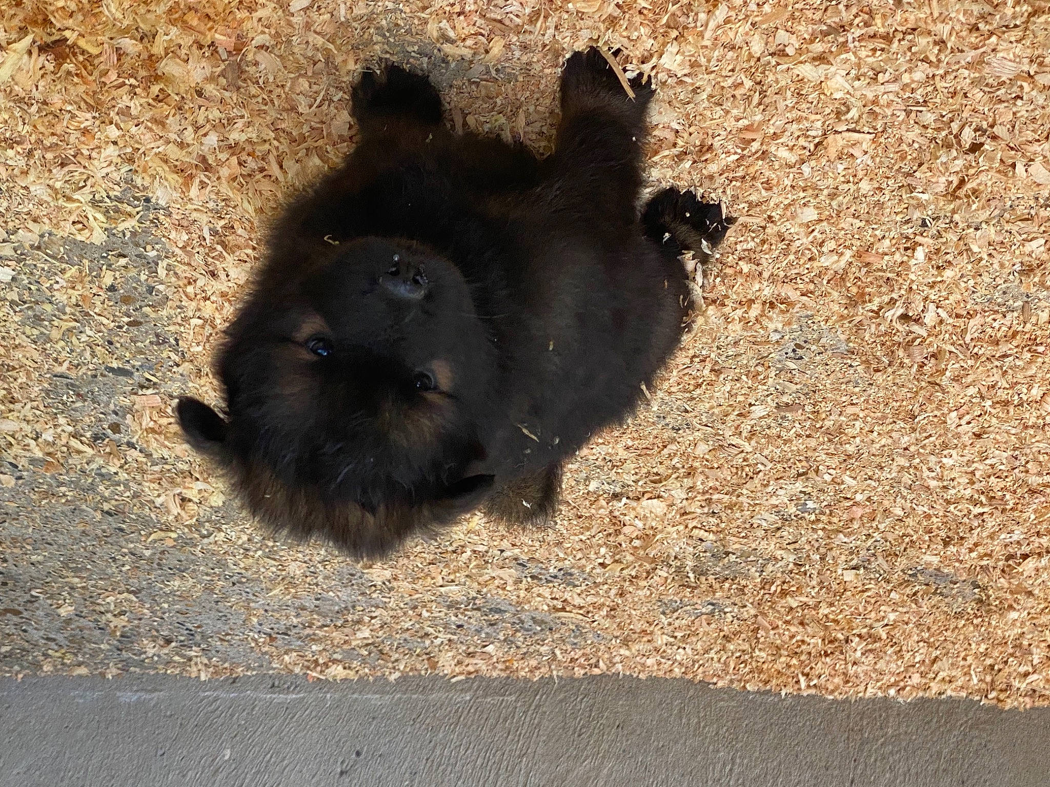 Réglys participe au concours pour gagner de l'argent avec cette photo : asphalt, black_cat, canidae, dog_breed, fur, paw, road_surface, sand, shadow, snout, soil, tail, tar, terrestrial_animal, tints_and_shades, vertebrate