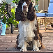 Ruby joined the competition — help win amazing prizes! animal, brown_and_white, calm, chair, daytime, dog, flowers, fur, garden, greenery, long_ears, nature, outdoor, patio_furniture, pet, potted_plants, relaxed, sitting, sunlight, wooden_deck