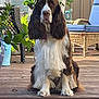animal, brown_and_white, calm, chair, daytime, dog, flowers, fur, garden, greenery, long_ears, nature, outdoor, patio_furniture, pet, potted_plants, relaxed, sitting, sunlight, wooden_deck