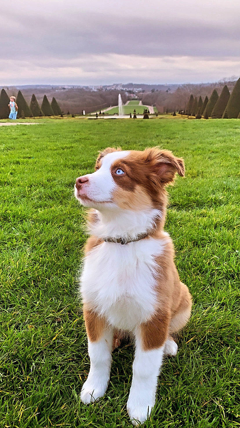 Teddy a rejoint le concours — aidez-le/la à gagner de superbes lots ! canidae, carnivore, cloud, companion_dog, dog, dog_breed, fawn, fur, grass, grassland, herding_dog, pasture, plant, sky, sporting_group, tail, tree, whiskers, working_animal, working_dog
