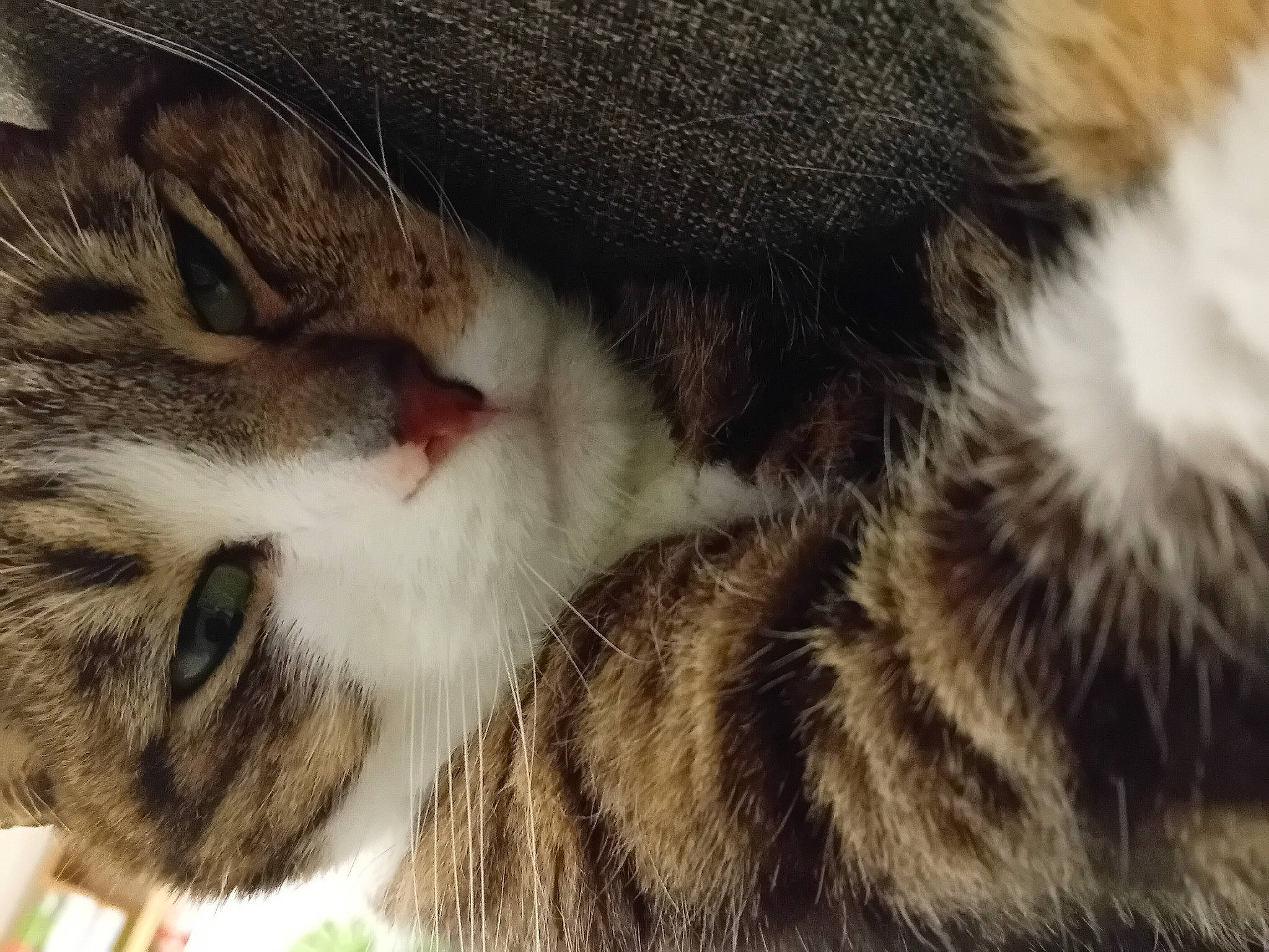 Tigrou