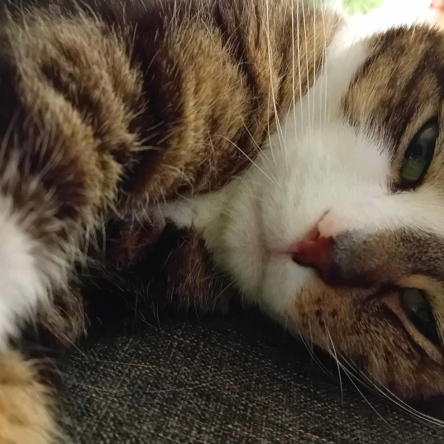 Tigrou