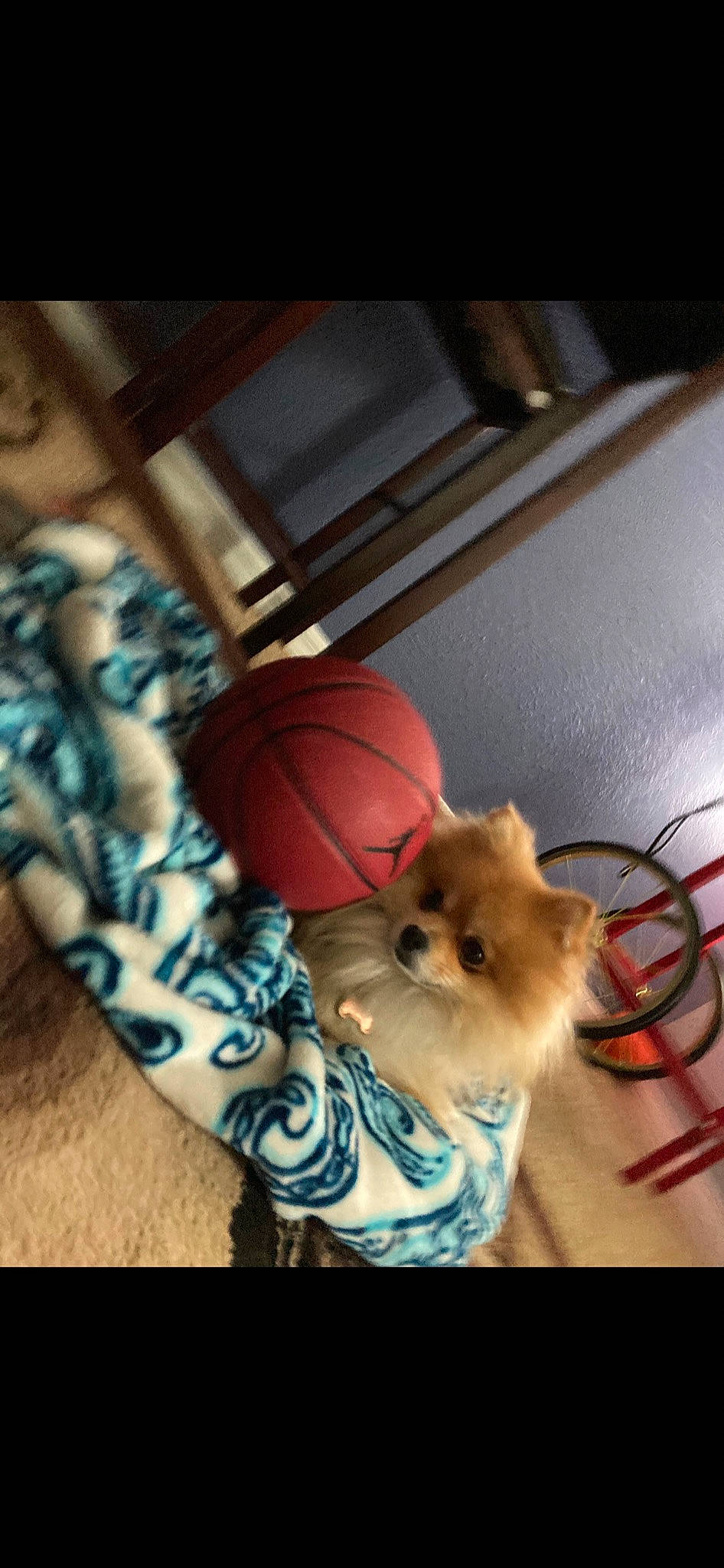 Reeses joined the competition — help win amazing prizes! ball, basketball, carnivore, companion_dog, corgi_chihuahua, dog, dog_breed, dog_supply, flooring, fur, pattern, spitz, sports_equipment, still_life_photography, stuffed_toy, toy, toy_dog, whiskers, wood
