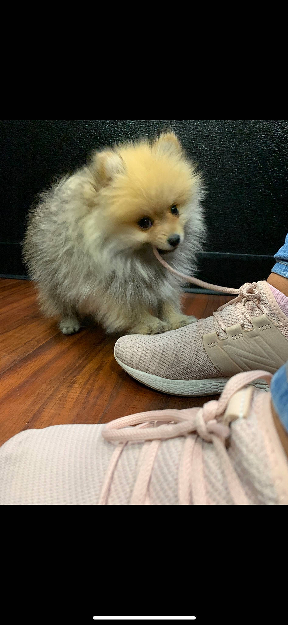 Reeses joined the competition — help win amazing prizes! ancient_dog_breeds, canidae, carnivore, comfort, companion_dog, dog, dog_breed, dog_supply, fashion_accessory, fawn, flooring, fur, german_spitz, german_spitz_klein, non_sporting_group, snout, spitz, sporting_group, toy_dog, working_animal