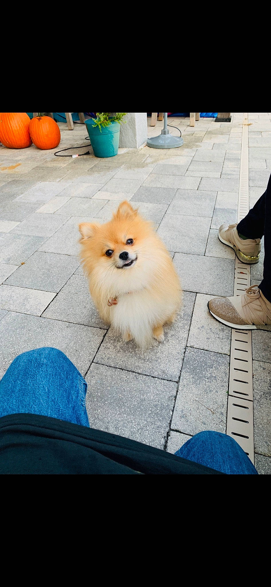 Reeses is registered to the contest to win money with this photo: blue, carnivore, companion_dog, dog, dog_breed, dog_supply, fawn, flooring, fur, german_spitz, pumpkin, road_surface, sidewalk, snout, spitz, tail, toy_dog, whiskers, wood, working_animal