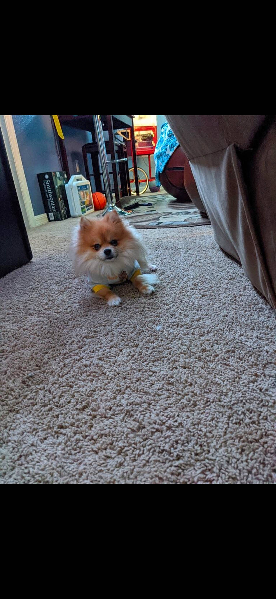 Reeses joined the competition — help win amazing prizes! asphalt, carnivore, companion_dog, dog, dog_breed, dog_supply, fawn, flooring, fur, mammal, picture_frame, pomeranian, road_surface, sidewalk, snout, spitz, tail, toy_dog, vertebrate, working_animal