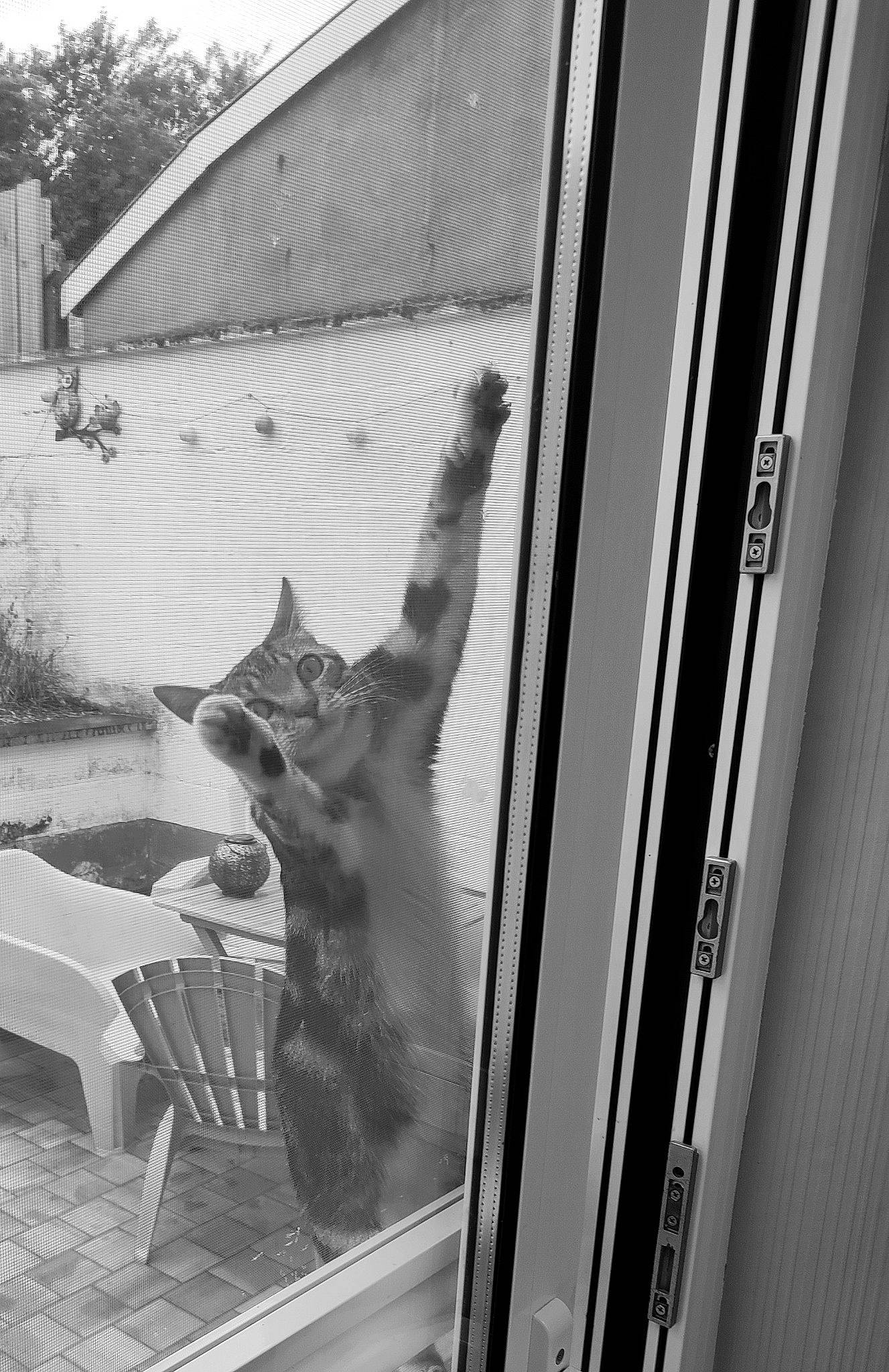 Nikita a rejoint le concours — aidez-le/la à gagner de superbes lots ! building, canidae, carnivore, cat, chair, felidae, font, grey, metal, monochrome, monochrome_photography, outdoor_furniture, plant, room, shade, small_to_medium_sized_cats, tail, tints_and_shades, tree, whiskers