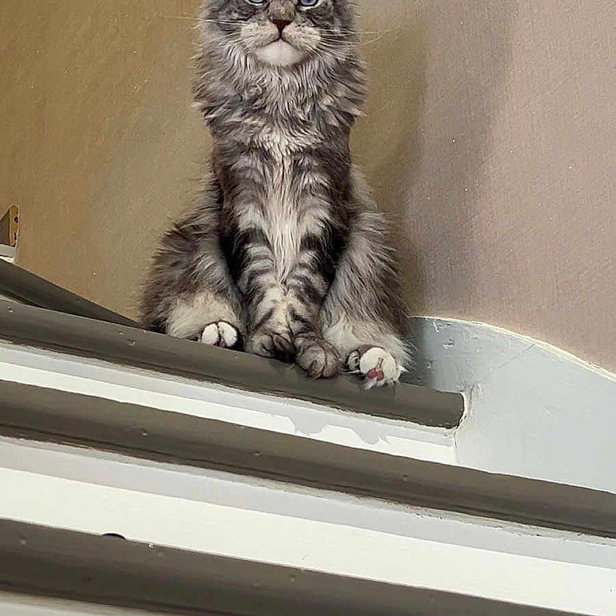 Xénon