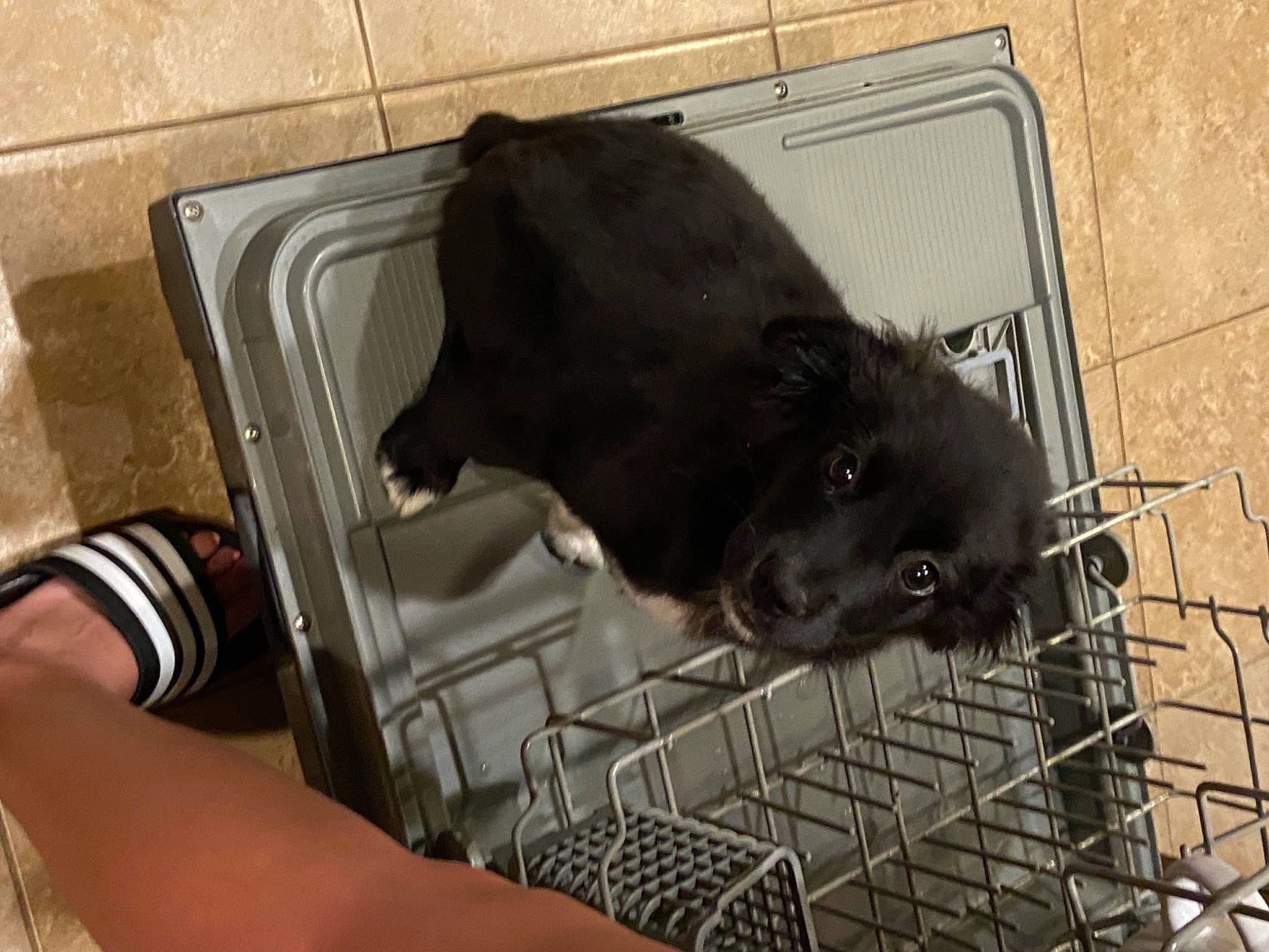 Mirabel is registered to the contest to win money with this photo: animal_shelter, cage, canidae, carnivore, companion_dog, dog_breed, dog_crate, dog_supply, fur, kennel, muroidea, pet_supply, small_to_medium_sized_cats, snout, sporting_group, tail, terrestrial_animal, vertebrate, whiskers, working_animal