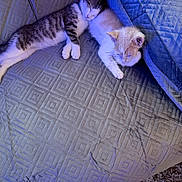 Ollie joined the competition — help win amazing prizes! animal, blue_light, cat, couch, cozy, cute, domestic, fabric, fur, home, indoor, kitten, nap, pet, quilted, relaxing, resting, sleeping, soft, two_cats