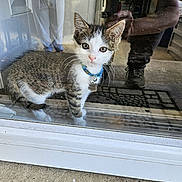 Ollie is registered to the contest to win money with this photo: kitten, cat, blue_collar, bell, glass_door, reflection, person_reflection, concrete, doormat, indoor, curious, pet, animal, young_cat, tabby, white_paws, close_up, looking, home, domestic