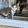 kitten, cat, blue_collar, bell, glass_door, reflection, person_reflection, concrete, doormat, indoor, curious, pet, animal, young_cat, tabby, white_paws, close_up, looking, home, domestic