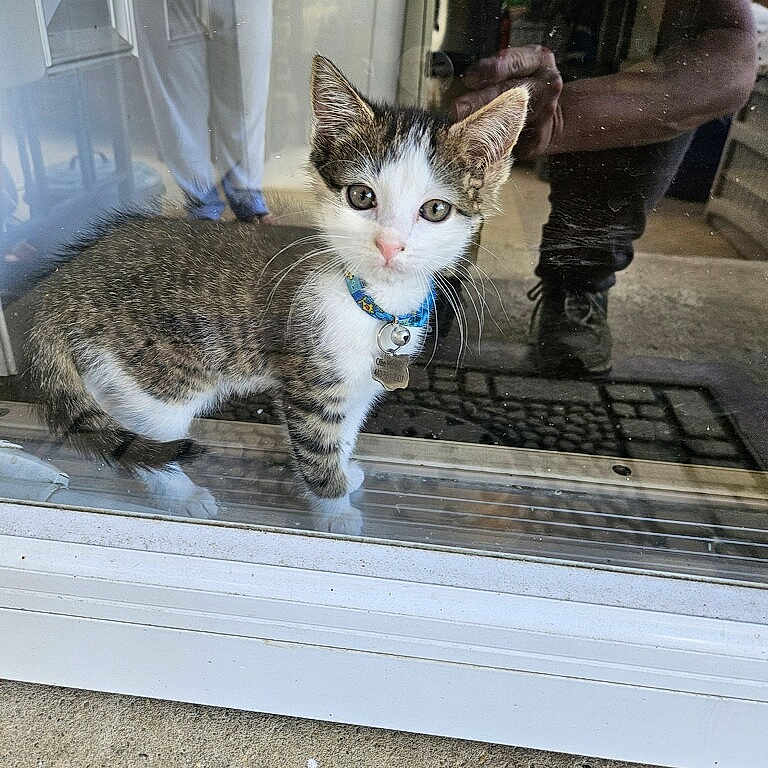 Ollie