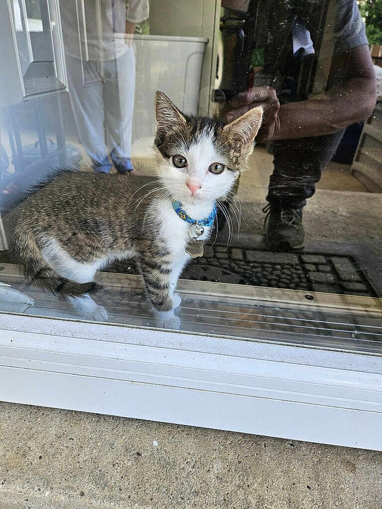 Ollie