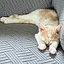 cat, closeup, couch, cozy, cream_color, domestic_cat, ears, fluffy, furniture, indoor, nose, pattern, paw, pet, relaxation, resting, sleeping, texture, whiskers, white_color