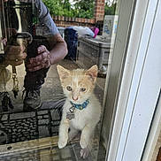 Sammy joined the competition — help win amazing prizes! kitten, cat, glass_door, reflection, collar, name_tag, person_reflection, window, doorframe, paws, outdoor, brick_wall, curious, pet, animal, indoor, home, human_hand, photography, phone
