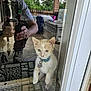 kitten, cat, glass_door, reflection, collar, name_tag, person_reflection, window, doorframe, paws, outdoor, brick_wall, curious, pet, animal, indoor, home, human_hand, photography, phone