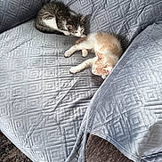 Sammy is registered to the contest to win money with this photo: animal, cat, companion, couch, cozy, curious, cute, domestic, fur, furniture, gray, indoor, kitten, pets, relaxing, resting, sleeping, small, soft, texture