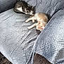 animal, cat, companion, couch, cozy, curious, cute, domestic, fur, furniture, gray, indoor, kitten, pets, relaxing, resting, sleeping, small, soft, texture