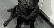 Blacky participe au concours pour gagner de l'argent avec cette photo : animal, black_dog, brown_eyes, cabinet, close_up, companion, cute, dog, domestic, expression, floor, fur, indoor, looking_up, pet, portrait, shadow, sitting, tile, waiting