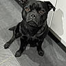 dog, black_dog, pet, indoor, floor, tile, cabinet, shadow, sitting, looking_up, brown_eyes, fur, close_up, portrait, animal, companion, cute, waiting, expression, domestic