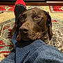 Hunter joined the competition — help win amazing prizes! brown_dog, carpet, casual, comfort, companion, cozy, denim, dog, fireplace, floor, furniture, home, human_leg, indoor, leg, pet, relaxed, resting, sock, warmth