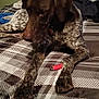 Hunter is registered to the contest to win money with this photo: animal, bed, blanket, brown, curious, dog, domestic_animal, ears, fabric, furniture, head, home, indoor, lighter, pattern, paw, relaxed, resting, spotted, white