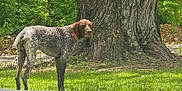 Hunter is registered to the contest to win money with this photo: animal, brown, canine, collar, daylight, dog, forest, grass, leaves, mammal, nature, outdoor, park, pet, speckled, standing, summer, tree, trunk, white