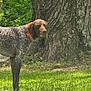 animal, brown, canine, collar, daylight, dog, forest, grass, leaves, mammal, nature, outdoor, park, pet, speckled, standing, summer, tree, trunk, white