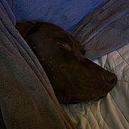 Hunter is registered to the contest to win money with this photo: bed, blanket, blanket_texture, brown_dog, closeup, comfort, cozy, dog, face_in_profile, fur, indoors, nap, peaceful, pet, quiet, relaxation, rest, sleeping, snuggled, warmth