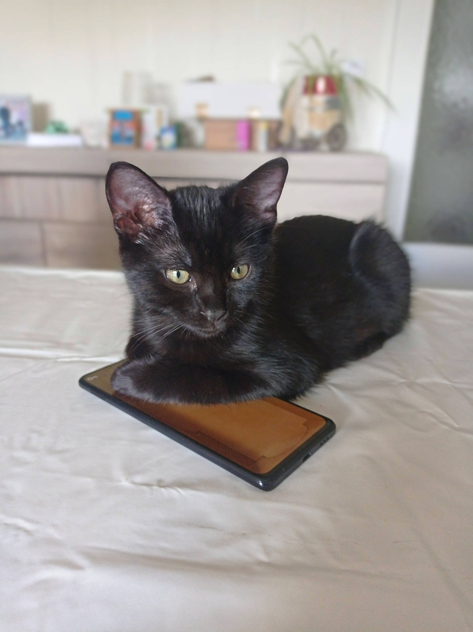 Tiago a rejoint le concours — aidez-le/la à gagner de superbes lots ! black_cat, bombay, carnivore, cat, cat_supply, comfort, domestic_short_haired_cat, felidae, flooring, fur, grey, hardwood, room, small_to_medium_sized_cats, snout, whiskers