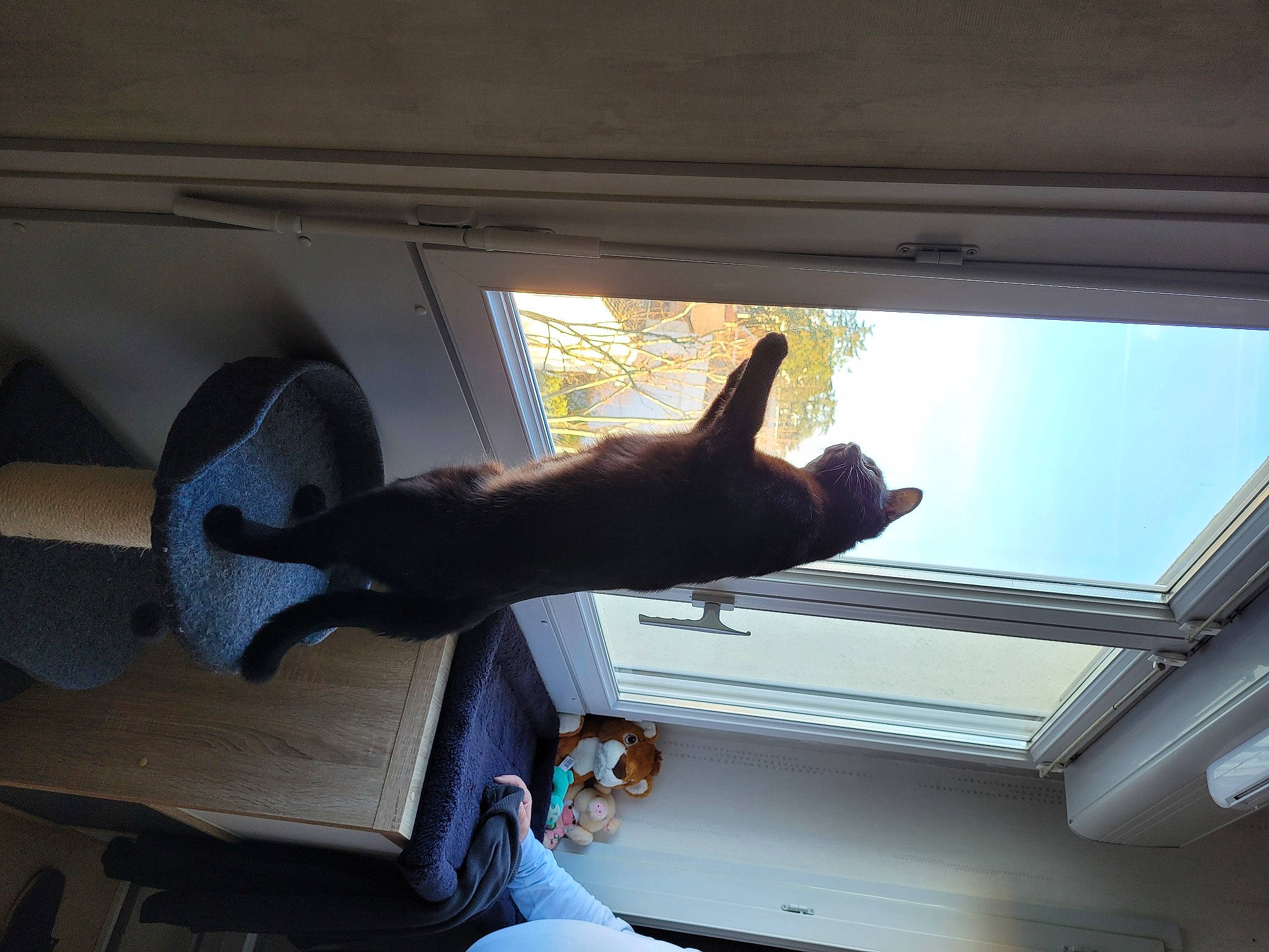 Tiago a rejoint le concours — aidez-le/la à gagner de superbes lots ! auto_part, automotive_exterior, automotive_window_part, carnivore, cat, ceiling, comfort, daylighting, elbow, felidae, fixture, gesture, glass, room, shade, tail, tints_and_shades, vehicle_door, window, windshield