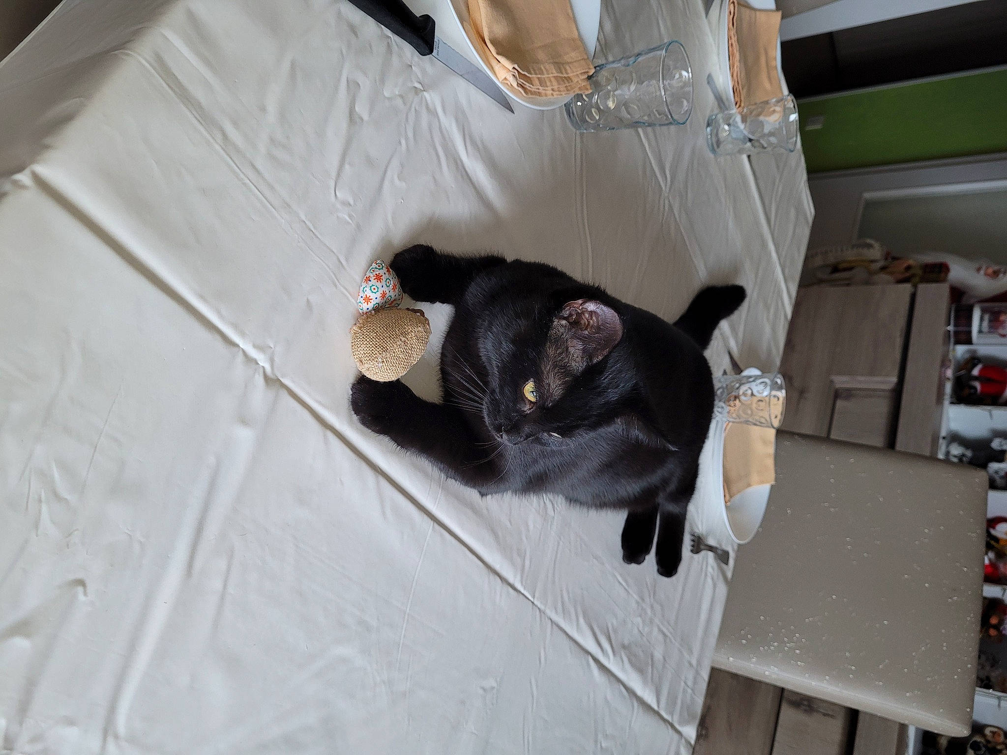 Tiago a rejoint le concours — aidez-le/la à gagner de superbes lots ! canidae, carnivore, comfort, companion_dog, dog, dog_breed, domestic_short_haired_cat, felidae, fur, guard_dog, room, sleeve, small_to_medium_sized_cats, sporting_group, tail, working_animal