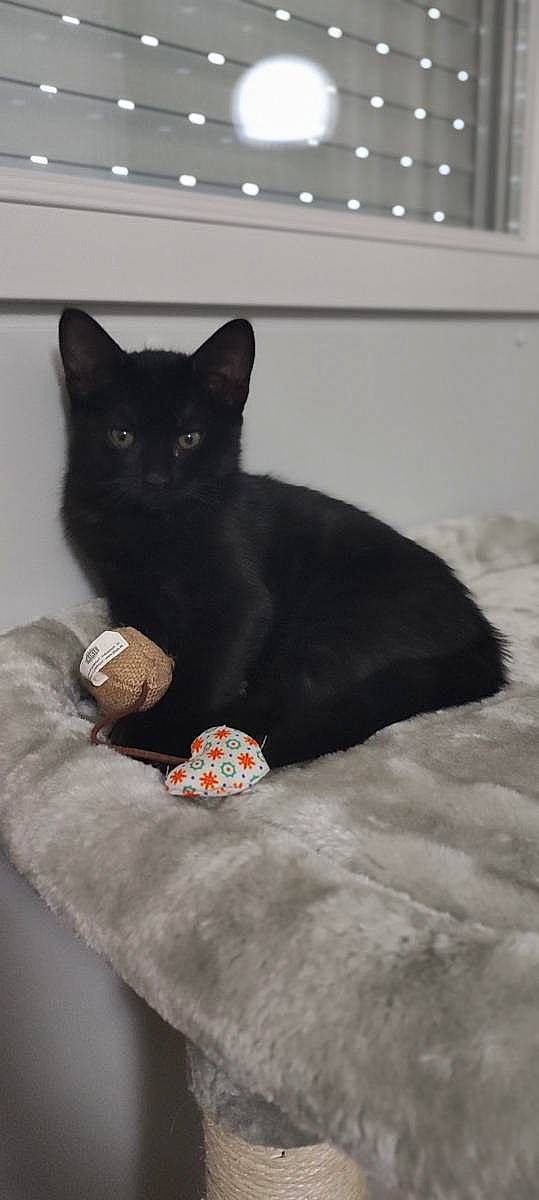 Tiago a rejoint le concours — aidez-le/la à gagner de superbes lots ! bag, black_cat, bombay, carnivore, cat, comfort, domestic_short_haired_cat, felidae, flooring, fur, grey, linens, luggage_and_bags, room, sitting, small_to_medium_sized_cats, snout, tail, whiskers, window