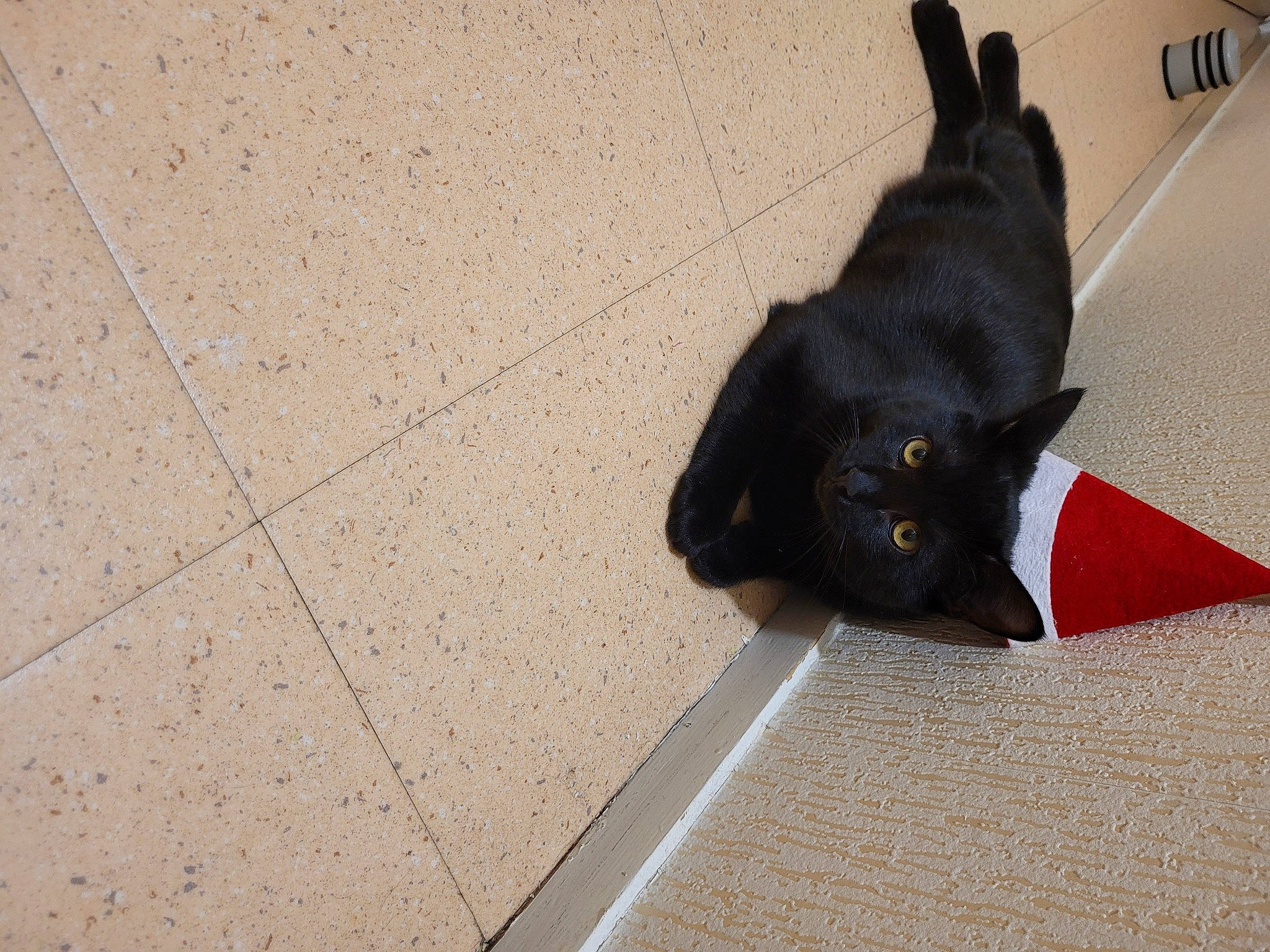 Tiago participe au concours pour gagner de l'argent avec cette photo : black_cat, bombay, canidae, carnivore, cat, claw, dog_breed, domestic_short_haired_cat, felidae, floor, flooring, fur, havana_brown, paw, road_surface, shadow, small_to_medium_sized_cats, tail, whiskers, wood