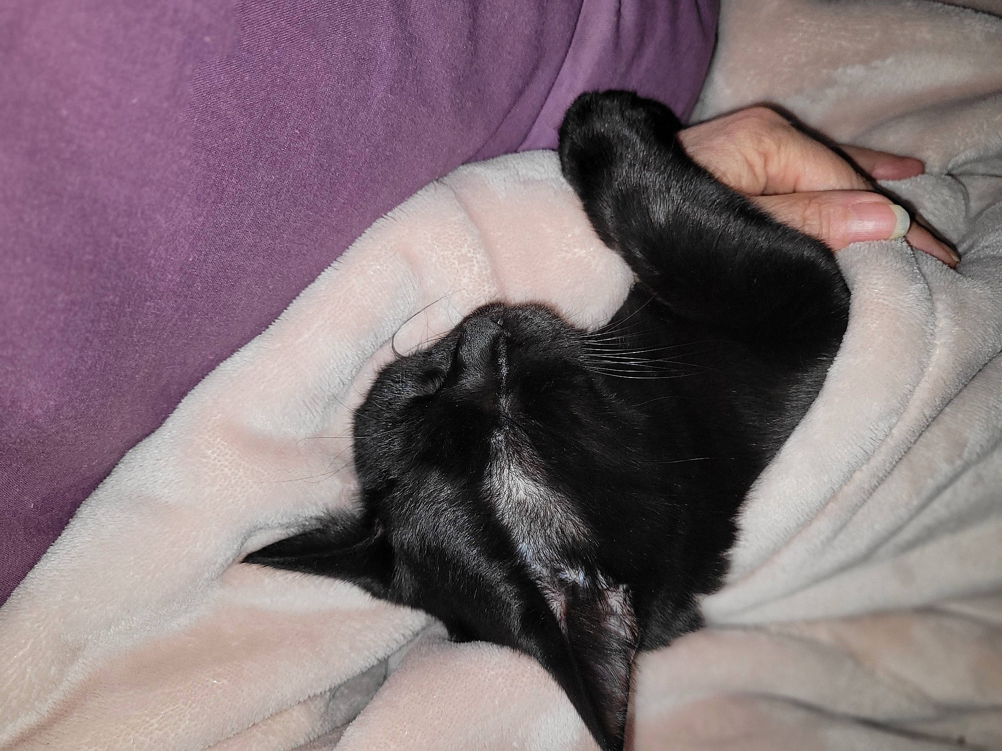 Tiago a rejoint le concours — aidez-le/la à gagner de superbes lots ! black_cat, carnivore, claw, comfort, companion_dog, dog_breed, ear, felidae, foot, fur, gesture, grey, human_leg, linens, nail, paw, small_to_medium_sized_cats, snout, sporting_group, whiskers