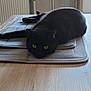 black_cat, cat, pet, animal, indoor, table, mat, wooden_table, yellow_eyes, relaxed, feline, domestic_cat, cozy, home_interior, floor_mat, resting, looking, curious, quiet, still_life