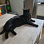 animal, black_cat, calm, cat, chair, domestic, domestic_cat, fur, furniture, household, indoor, lying_down, pet, quiet, radiator, relaxed, shelf, table, window, wooden_table