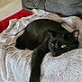 black_cat, cat, feline, pet, animal, resting, relaxed, cozy, blanket, couch, indoor, fur, paw, yellow_eyes, soft_texture, household, domestic, comfortable, sleepy, close_up