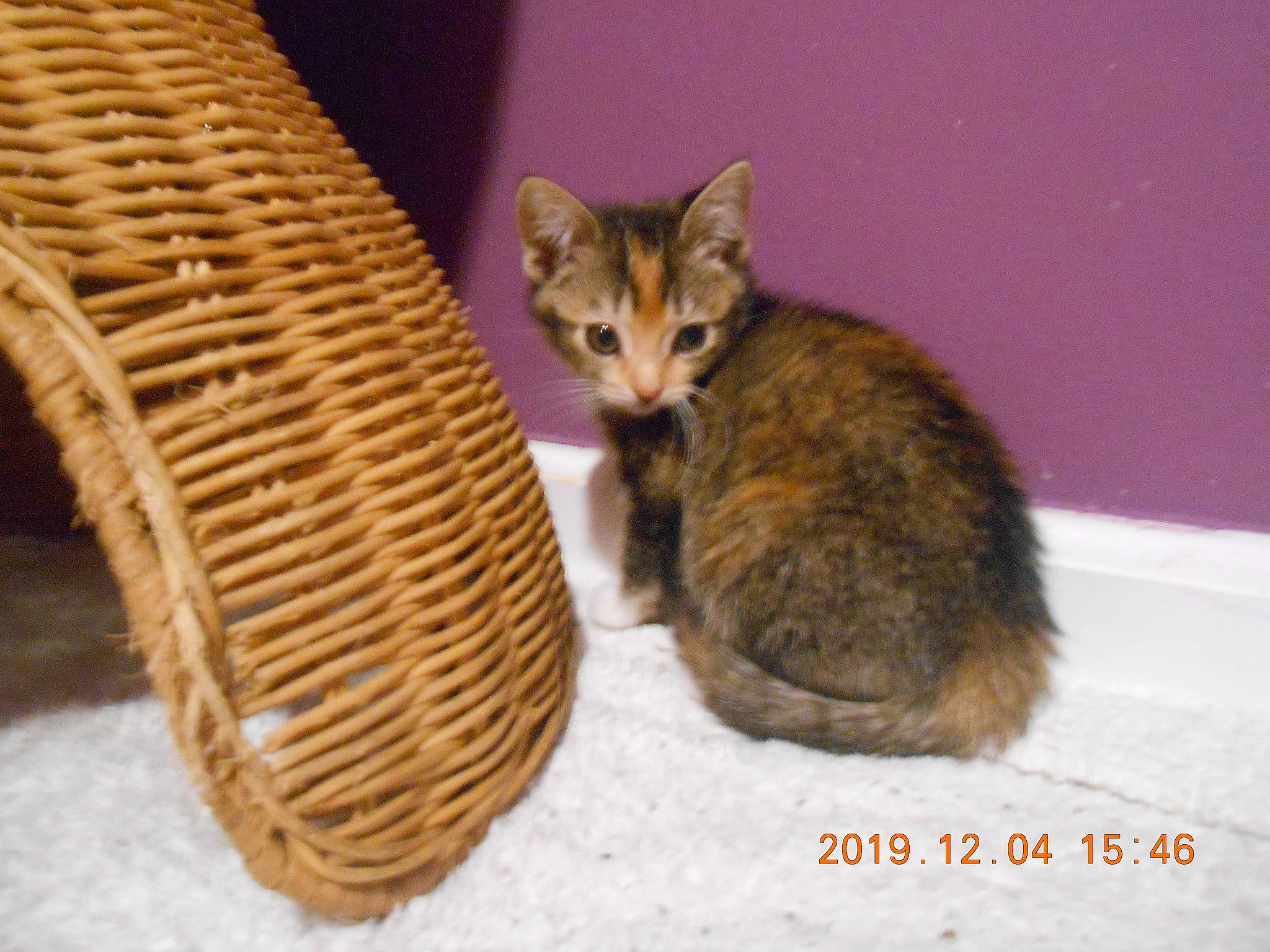 Jemma joined the competition — help win amazing prizes! animal_shelter, arabian_mau, asian, bengal, carnivore, cat, domestic_short_haired_cat, dragon_li, european_shorthair, fawn, felidae, fur, kitten, mammal, small_to_medium_sized_cats, tabby_cat, tail, toyger, whiskers, wicker